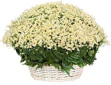 Цветочная композиция из Ромашки в корзине #REPLACE_PRED# Межевом
